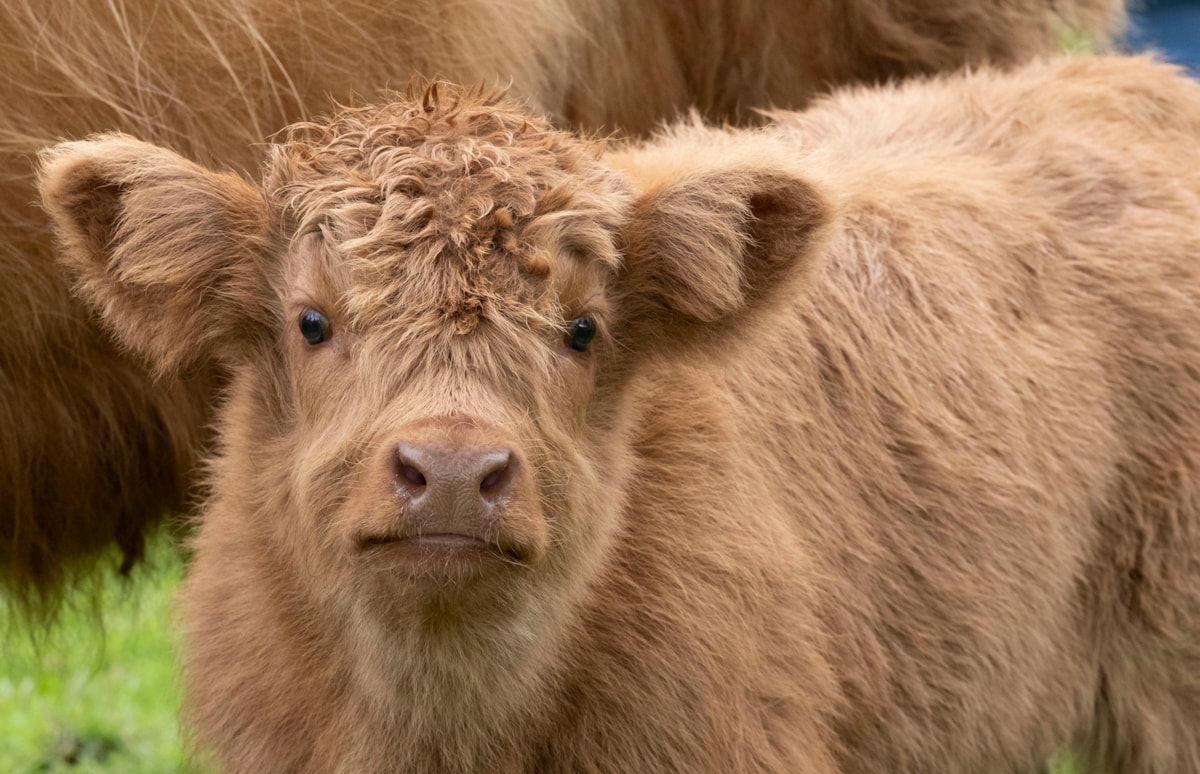 Highland calves at the National Museum of Rural Life. Photo © Chris James  (15)