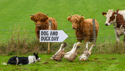 Dog and Duck Day