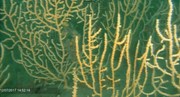 A 'forest' of pink sea fans on the seabed of Lyme Bay in 2017 (Credit University of Plymouth)