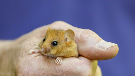 hazel dormouse in hand close up, Jago Miller