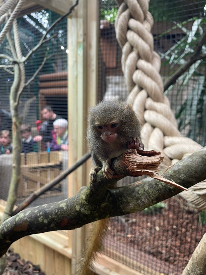 Tropical World Rainforest Canopy gets exciting makeover as it welcomes a pack of mischievous new animals: Pygmy Marmoset1