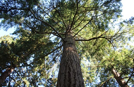 The new plan will help Lancashire County Council to manage their trees and woodlands