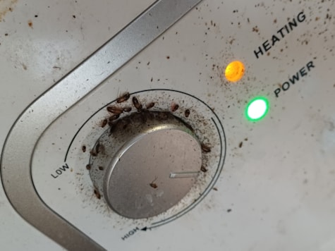 Cockroach eggs, droppings and baby cockroaches on water heater switch