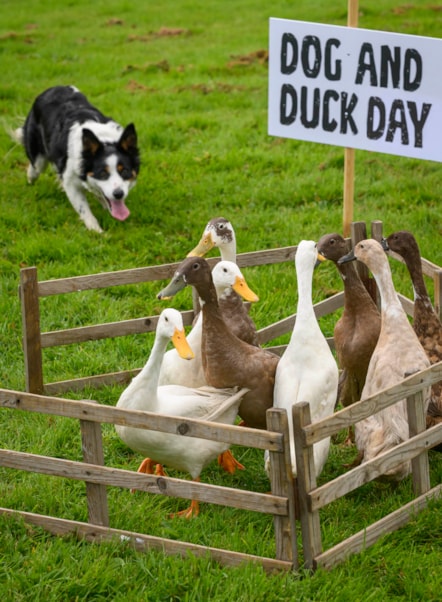 Dog&DuckDay23
