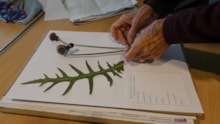 Species on the Edge - Community Herbarium (c) Joanne B Kaar