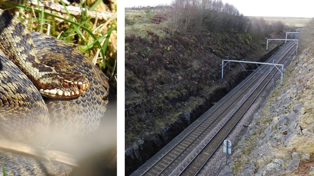 Snakes on a plain: track workers protect reptiles’ railway residence: Adder and Shap Cutting compositie