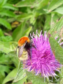 Shetland Bumblebee Bombus muscorum ssp agricolae, Richard Comont-2: Shetland Bumblebee Bombus muscorum ssp agricolae, Richard Comont-2