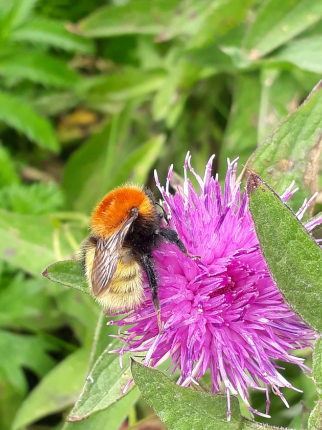 Shetland Bumblebee Bombus muscorum ssp agricolae, Richard Comont-2