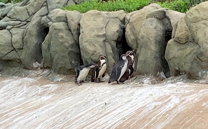 Lotherton penguin chicks: Bielsa, far lest pesters his parents at Lotherton Wildlife World.