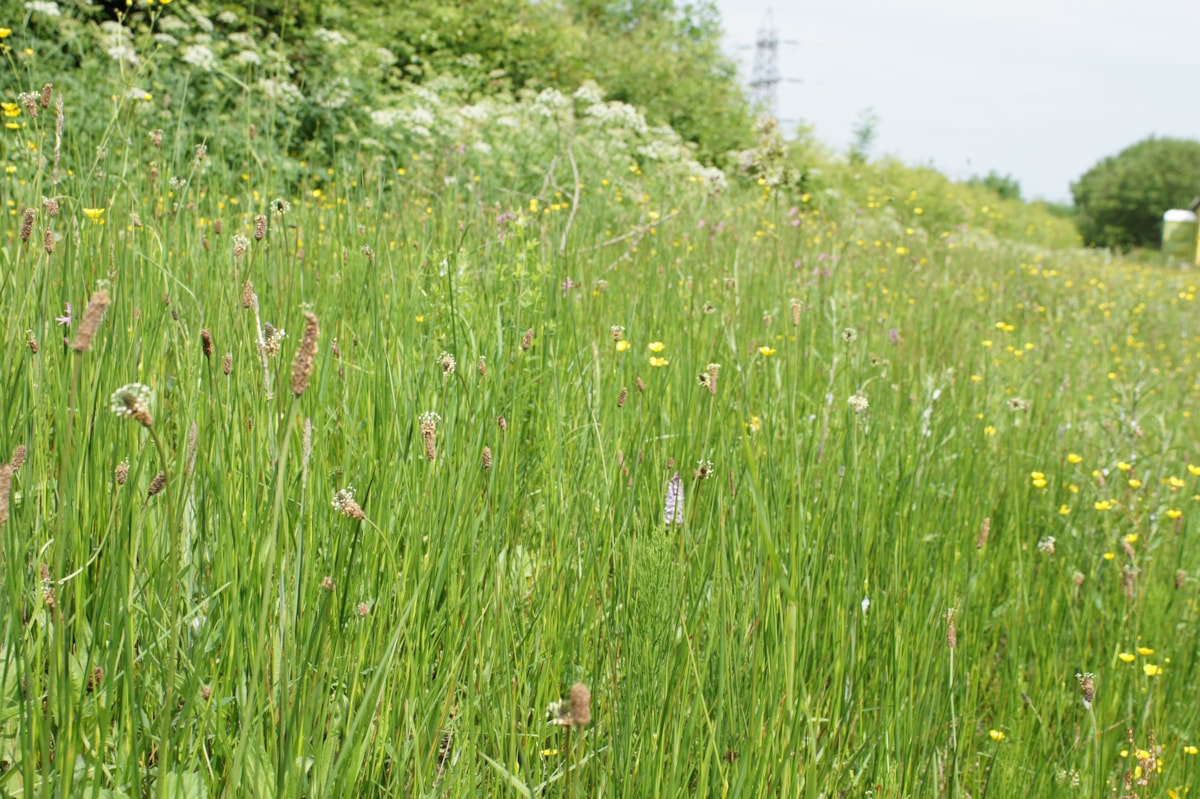 Biodiversity after Nature Recovery Plan