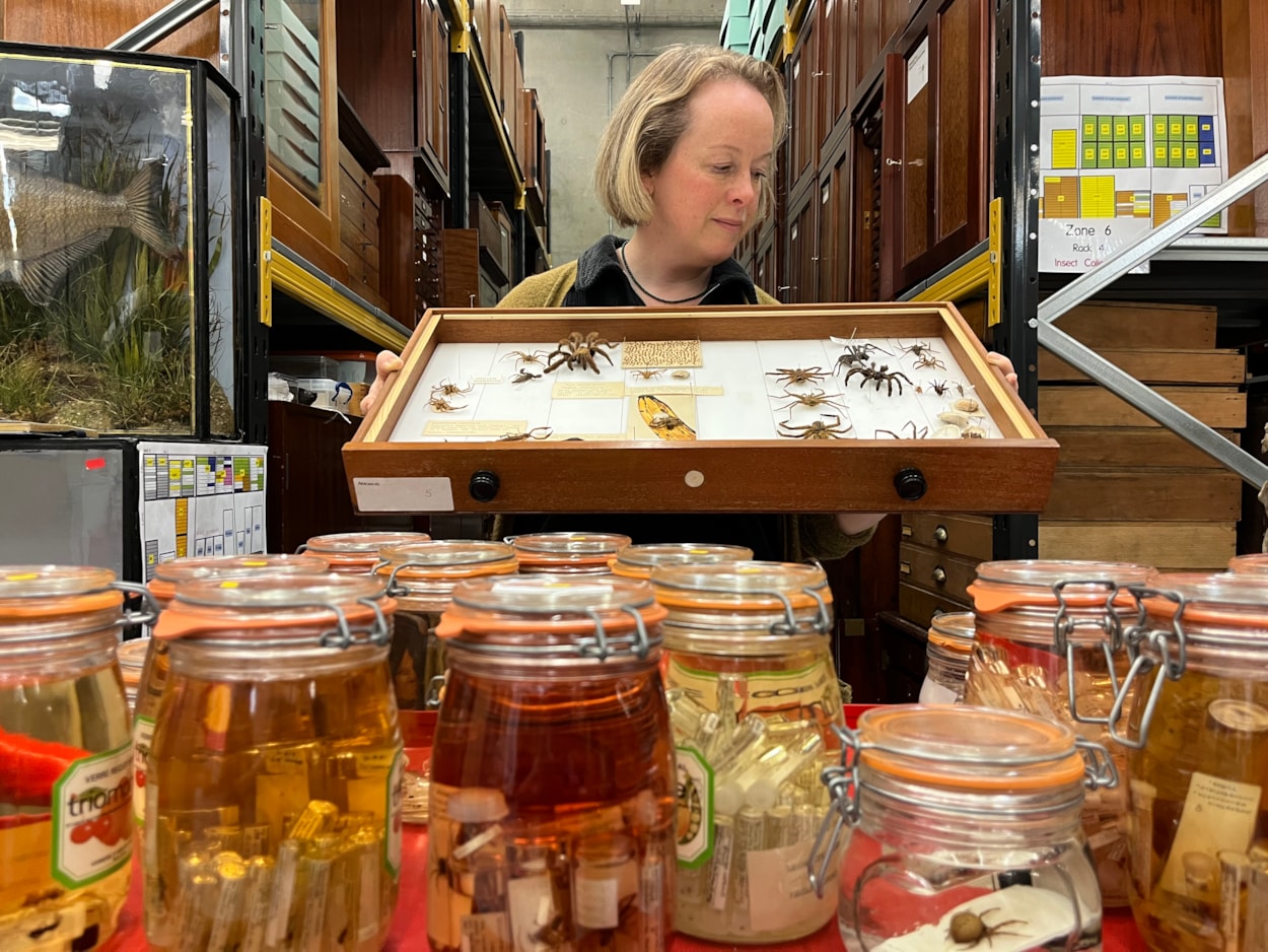 Spiders at Discovery: Curator Clare Brown at the Leeds Discovery Centre with some of its fascinating collection of spiders large and small originating from countries around the world, as well as many examples collected in Yorkshire.
Many of those specimens are preserved in specialised spirit jars filled with powerful ethanol, designed to keep the spiders from drying out and deteriorating over time.