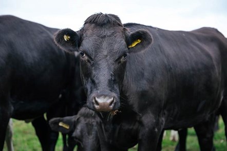 Cows close up