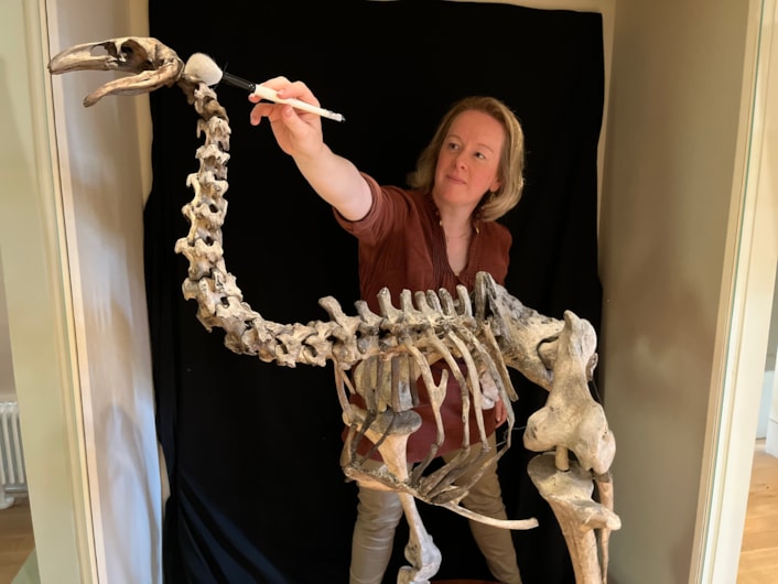 Moa cleaning: Clare Brown, Leeds Museums and Galleries' curator of natural sciences cleans the incredibly rare and complete bones of the heavy-footed moa, a huge flightless bird which once roamed parts of New Zealand. The bones are on display at Leeds City Museum.