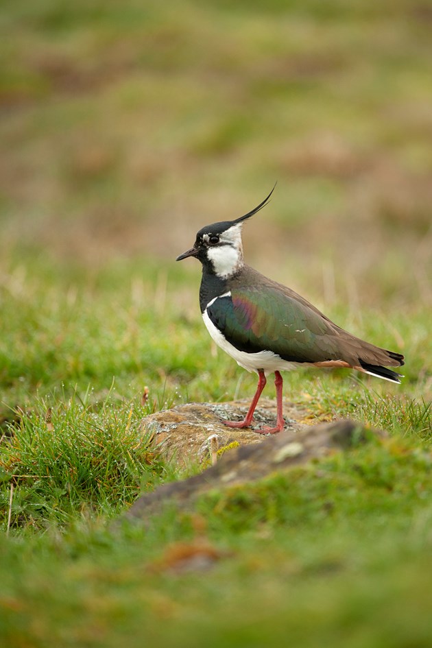 Species on the Edge - Lapwing - credit Ben Andrew-RSPB for picture use