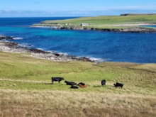 Cattle wearing Monil virtual fence collars, Noss Sound Bressay, Shetland (c) Nathalie Pion: Cattle wearing Monil virtual fence collars, Noss Sound Bressay, Shetland (c) Nathalie Pion