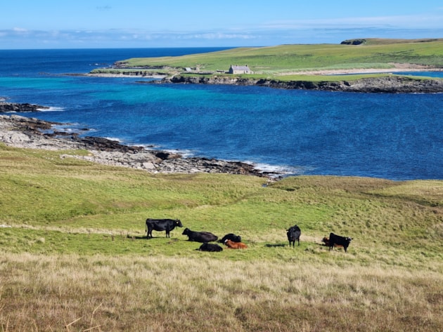 Cattle wearing Monil virtual fence collars, Noss Sound Bressay, Shetland (c) Nathalie Pion