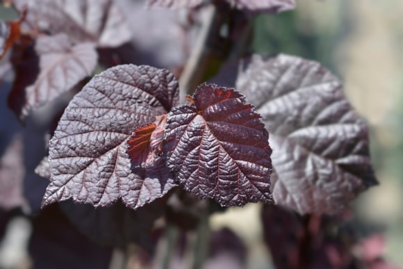 Pantone’s 2025 Colour of the Year: British Garden Centres guide to Mocha Mousse plants to bring beauty into your garden: Purple Hazel - Shutterstock