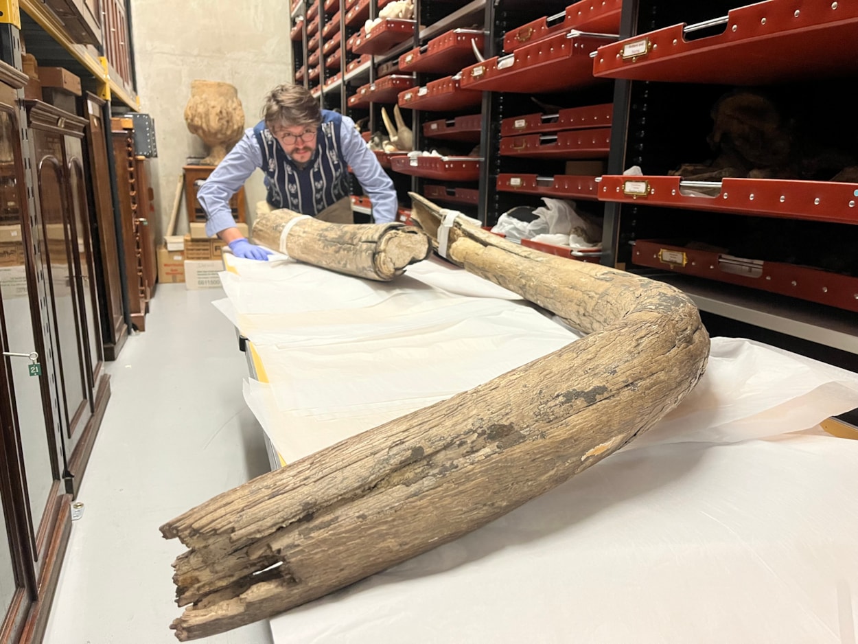 Mammoth tusk: Leeds Museums and Galleries learning and access officer Jed Atkinson examines the huge mammoth tusk at the Leeds Discovery Centre.
The prehistoric appendage was discovered in the former open cast site near Temple Newsam in the late 1960s, more than 38,000 years after the extinct, ice age behemoth it once belonged to died. 
Today, the remarkable find is among countless objects spanning millions of years of history being cared for during an annual deep clean carried out by experts at the Leeds Discovery Centre.