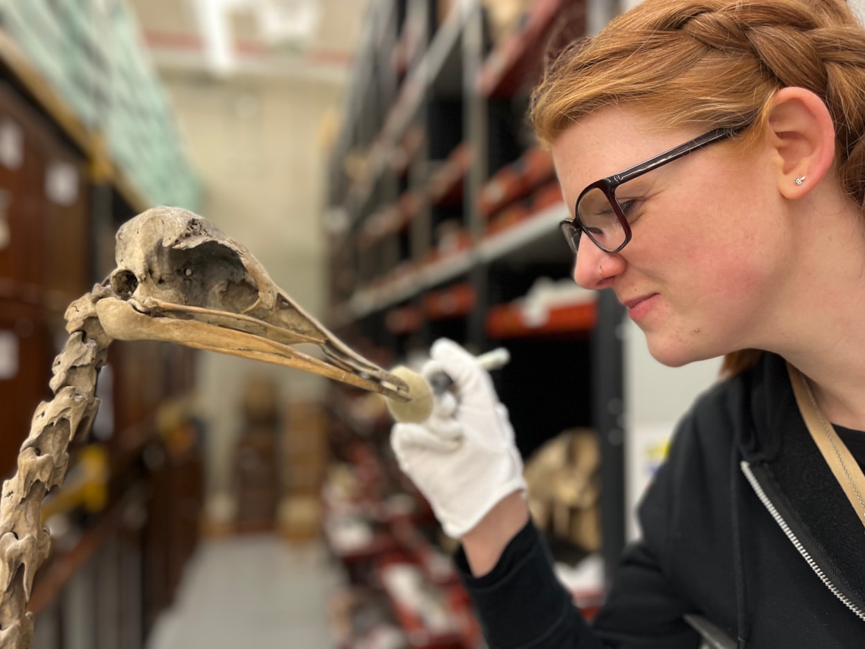 Big birds: Curator of natural sciences Sarah Burhouse conserves the towering skeleton of a full grown adult ostrich, the world’s largest bird. Believed to date from around 1841, the skeleton was repositioned for display ten years ago with the help of the Leeds Philosophical and Literary Society.