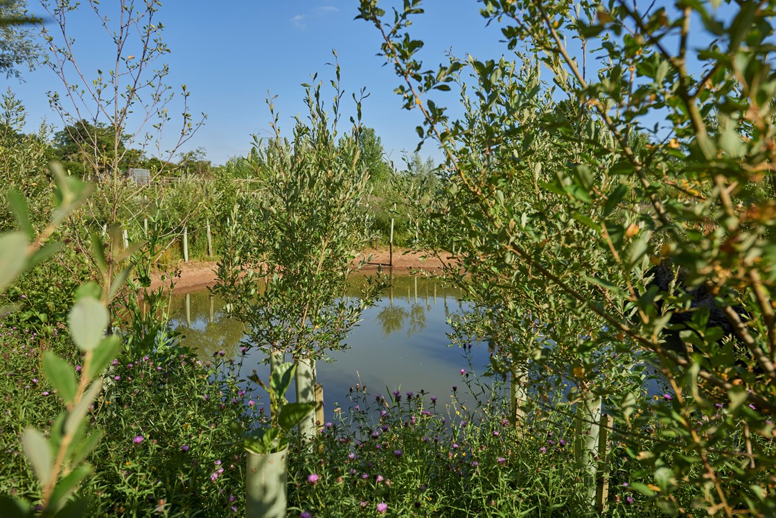Trees, flowers and plant life around a pond at Stoneleigh, Warwickshire