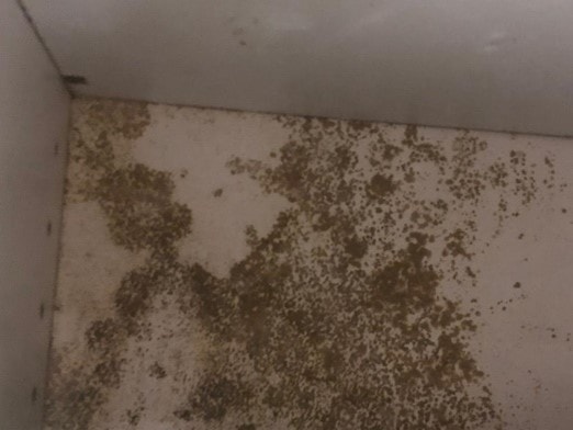 Mouldy kitchen units