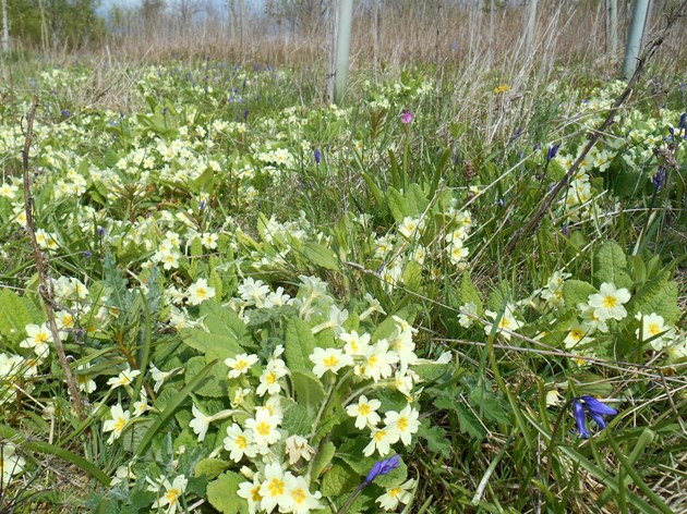 Primroses in young planted woodland, established from seed, by Woodland Trust Scotland at Formonthills Community Woodland, Fife. ©Woodland Trust Media Library