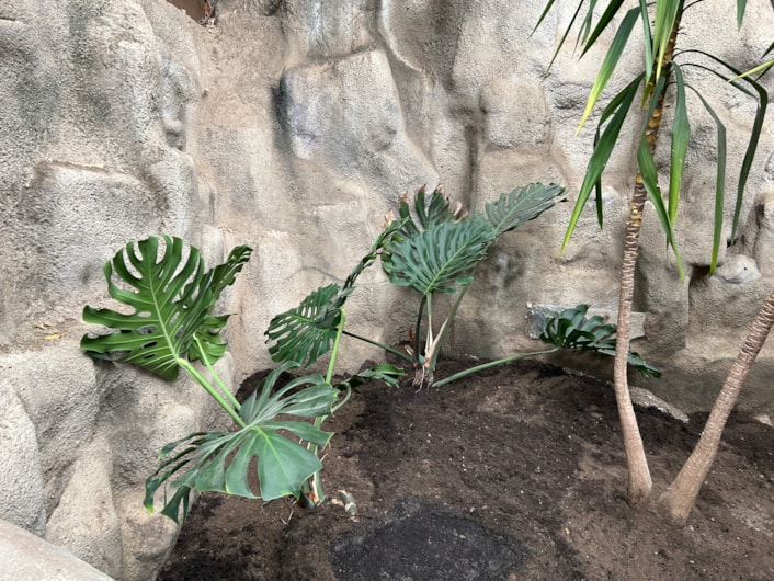 Audrey at Tropical World: Audrey at Tropical World
