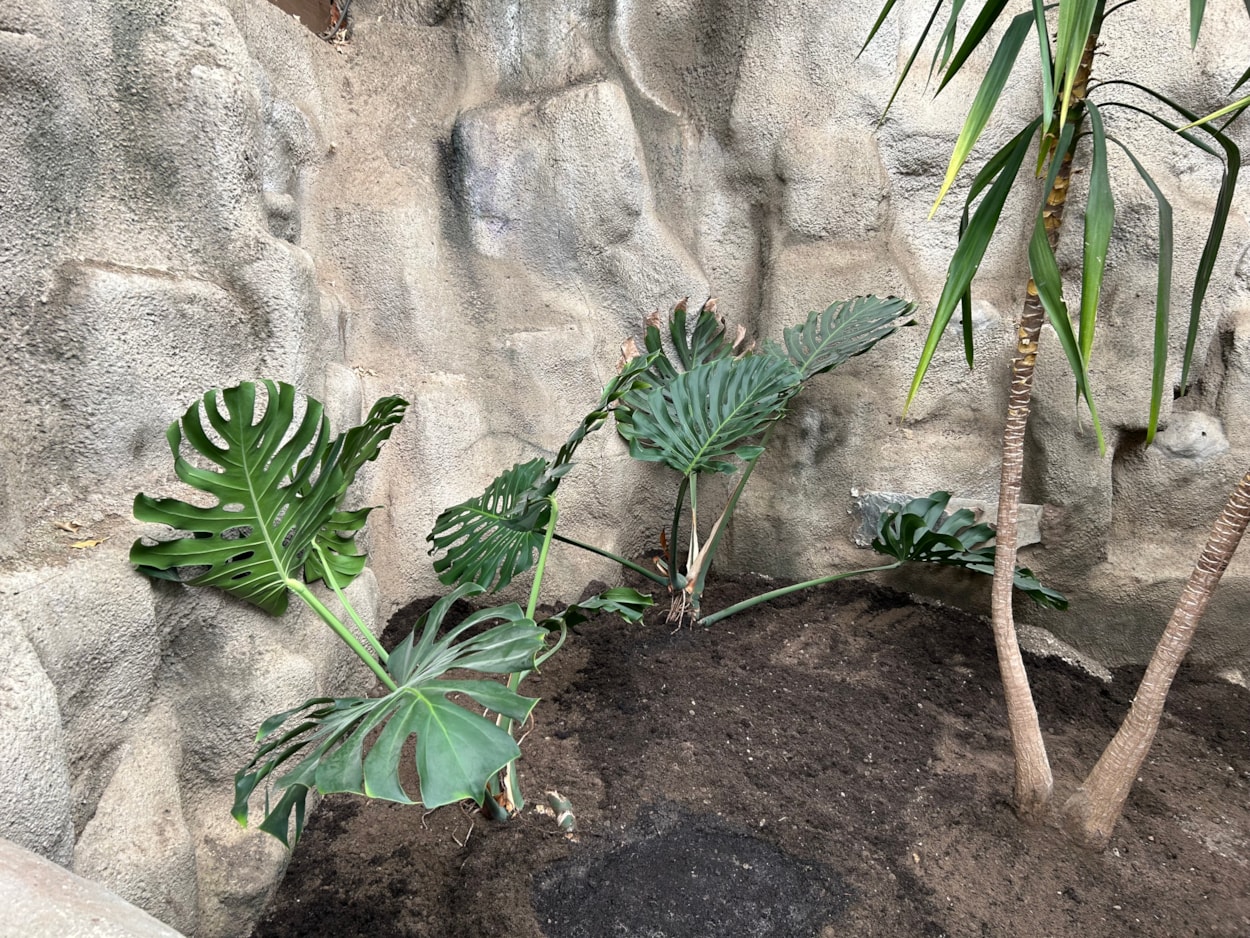 Audrey at Tropical World