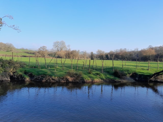 Upper River Wye willow stakes