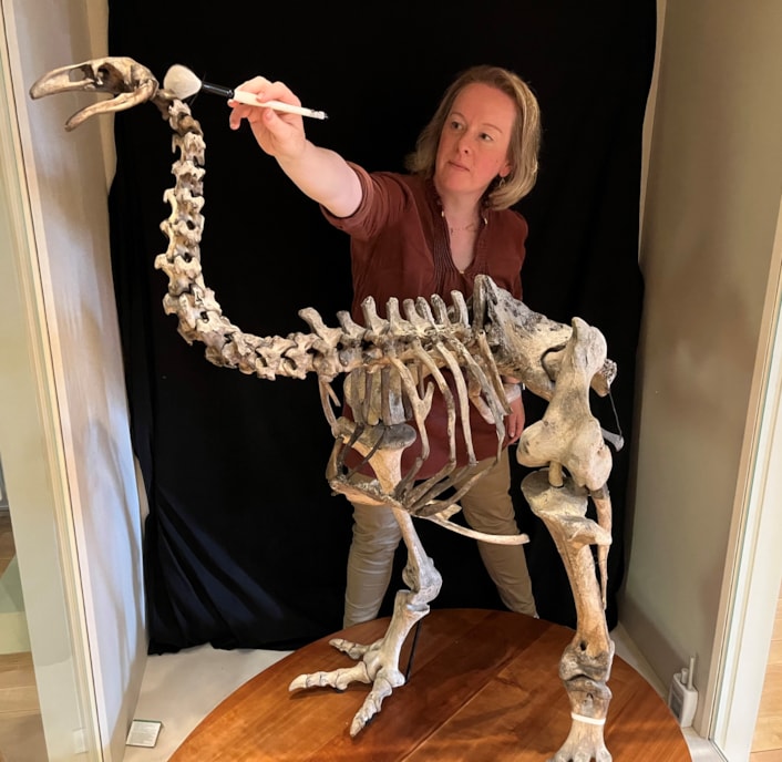 Moa cleaning: Clare Brown, Leeds Museums and Galleries' curator of natural sciences cleans the incredibly rare and complete bones of the heavy-footed moa, a huge flightless bird which once roamed parts of New Zealand. The bones are on display at Leeds City Museum.