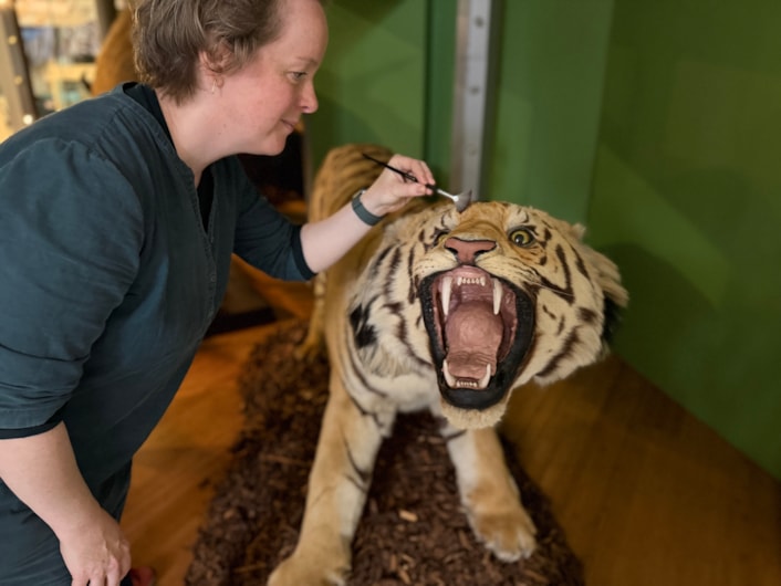 Leeds tiger taxidermy: Curators Clare Brown (pictured) and Sarah Burhouse were on site at Leeds City Museum carrying out meticulous checks for dust and the types of tiny pests which can be harmful to vintage taxidermy, before undertaking a delicate clean of some unique and historically significant exhibits.
The gigantic Bengal tiger, thought to be one of the biggest taxidermy mounts of its kind anywhere in the world, was among a selection of the museum’s most precious and historic specimens being conserved in the museum’s spectacular Life on Earth Gallery.