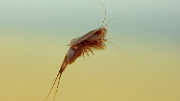 Just add water: heavy rainfall revives ancient species on the Scottish Solway Coast: Edmund Fellows.