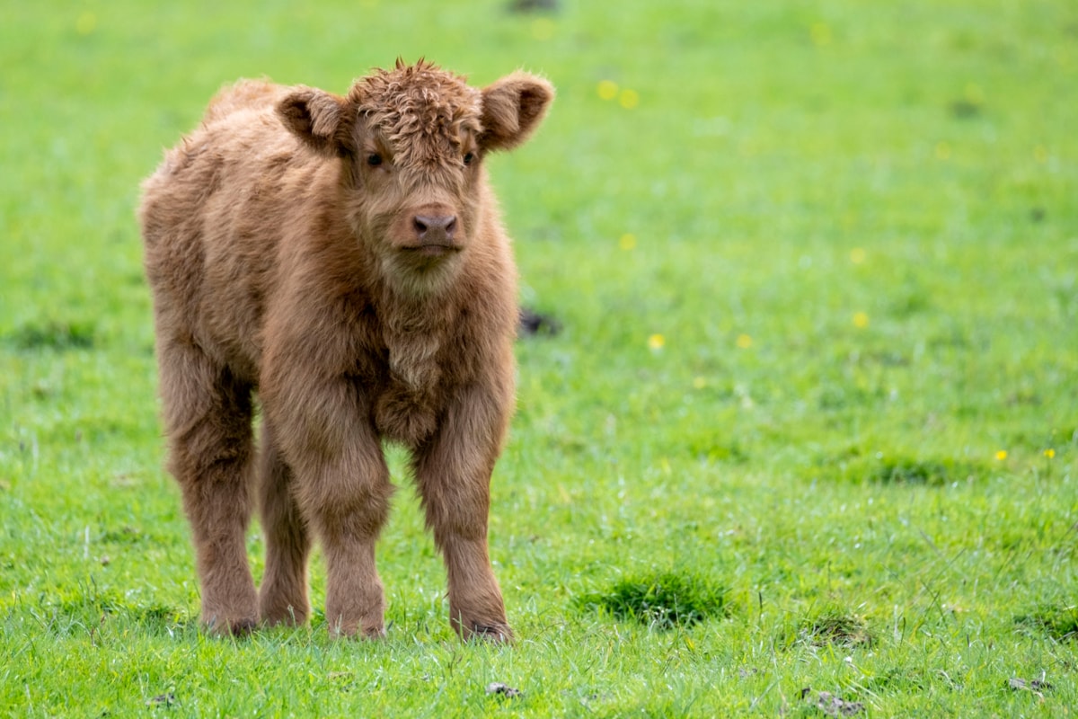 Highland calves at the National Museum of Rural Life. Photo © Chris James  (5)