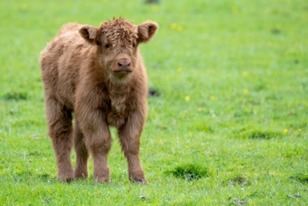 Highland calves at the National Museum of Rural Life. Photo © Chris James  (5)
