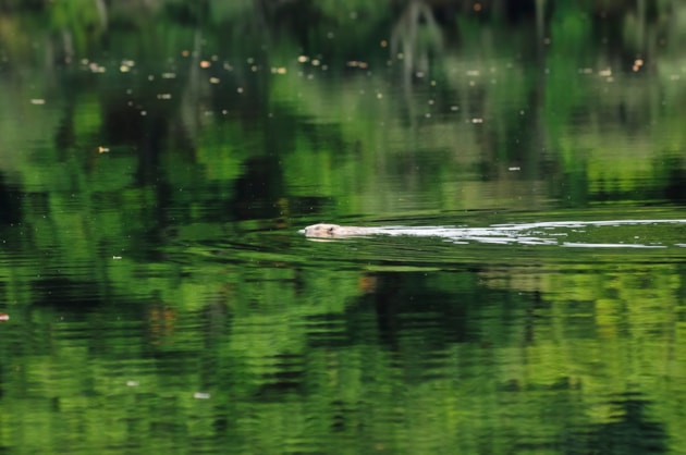 Making space for beavers could help woodland creation: A beaver swimming in Loch Coille-Bharr, Knapdale ©Lorne Gill NatureScot