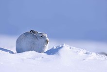 Mountain hare in its winter coat in the snow-covered Cairngorms National Park. ©Lorne Gill-NatureScot