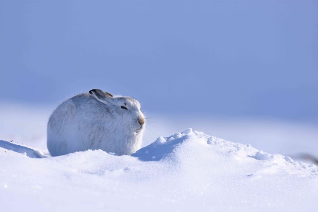 Mountain hare in its winter coat in the snow-covered Cairngorms National Park. ©Lorne Gill-NatureScot