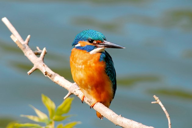 Kingfisher: Kingfisher, credit Scottish Natural Heritage (SNH).