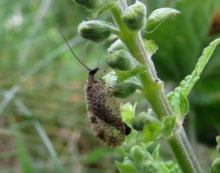 Bordered Brown Lacewing on Wood Sage (c) Nick Littlewood 1: Bordered Brown Lacewing on Wood Sage (c) Nick Littlewood 1