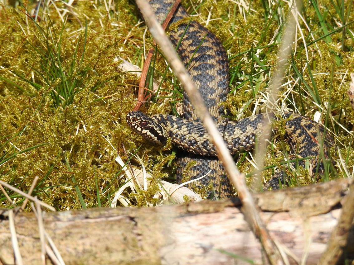 Male adder on the prowl