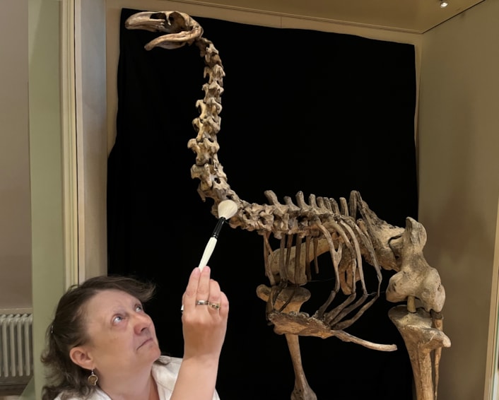 Moa cleaning: Visitor assistant Joanne Medd cleans the incredibly rare and complete bones of the heavy-footed moa, a huge flightless bird which once roamed parts of New Zealand. The skeleton is on display at Leeds City Museum.