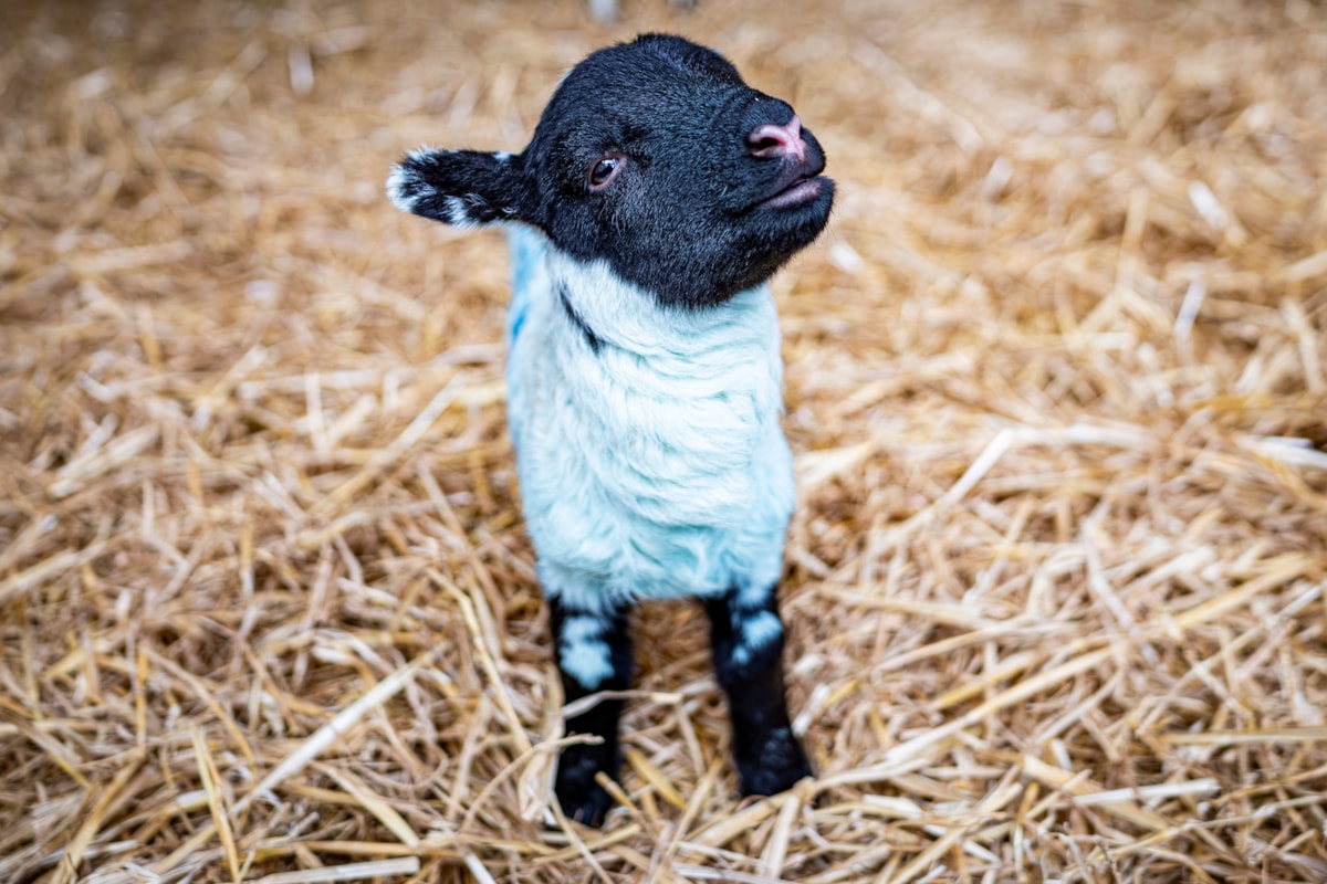 Woolly Weekend at the National Museum of Rural Life. Photo © Andy Catlin (3)