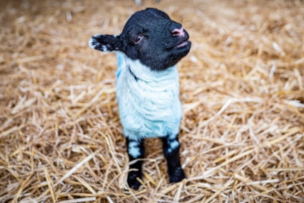 Woolly Weekend at the National Museum of Rural Life. Photo © Andy Catlin (3)