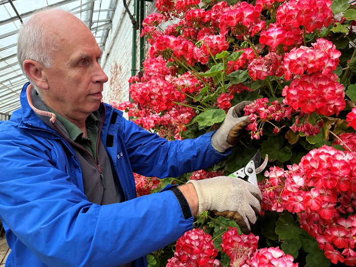 Temple Newsam hothouse: Volunteer gardener Steve Ball tends to the stunning Zonal Pelargoniums which have burst into life in the hothouse at Temple Newsam's Walled Garden.