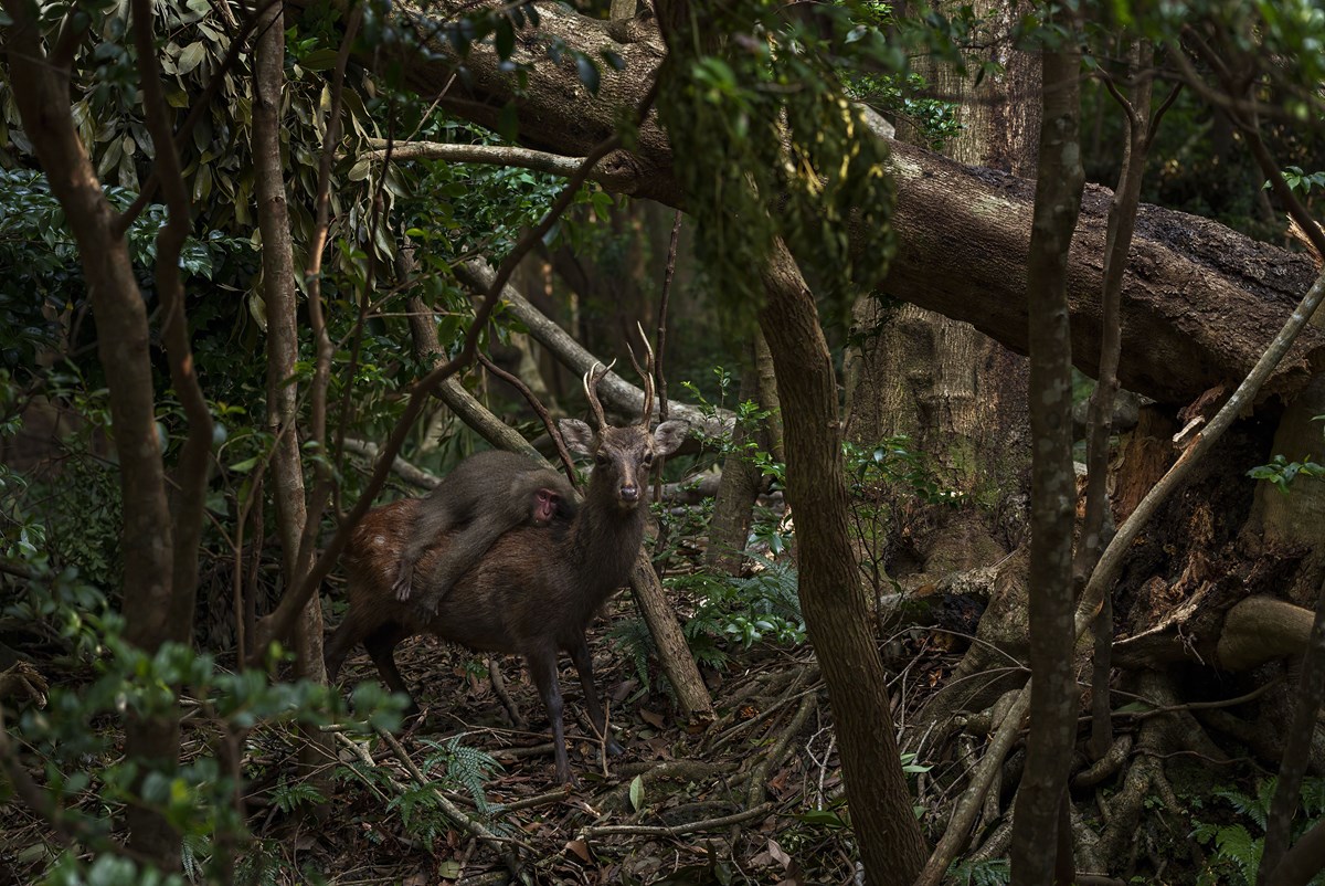 Forest Rodeo by Atsuyuki Ohshima, Japan, Wildlife Photographer of the Year