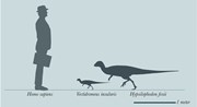 Vectidromeus silhouette by Nick Longrich: Vectidromeus silhouette by Nick Longrich