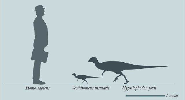 Vectidromeus silhouette by Nick Longrich