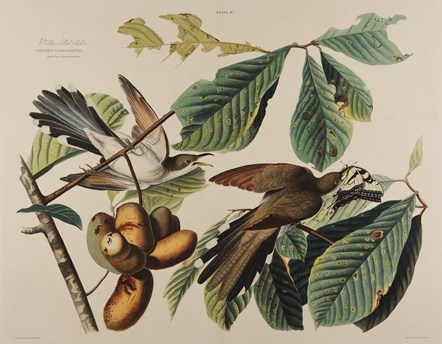 Print depicting Yellow Billed Cuckoo from Birds of America, by John James Audubon. Image © National Museums Scotland