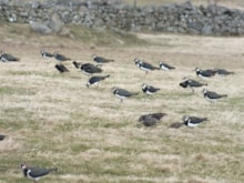 Lapwing flock by Marlies Nicolai: A flock of lapwing foraging on grassland. Image credit Marlies Nicolai.