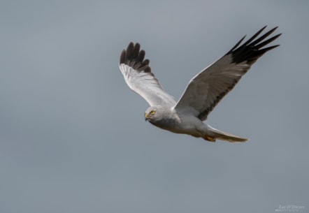 A hen harrier, by Lee O'Dwyer Photography.
